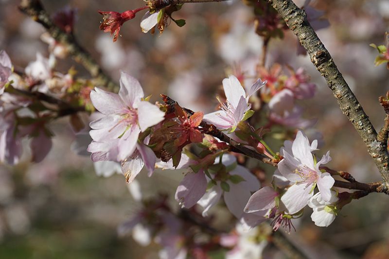 Ngắm hoa anh đào bốn mùa ở thành phố Toyota